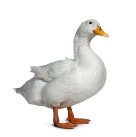 Cute White Duck On White Background Stock Photo - Download Image Now -  iStock